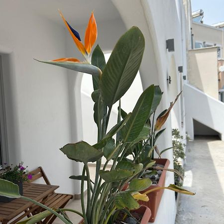 To Spitaki Sas, In Santorini! Leilighet Mesaria Eksteriør bilde