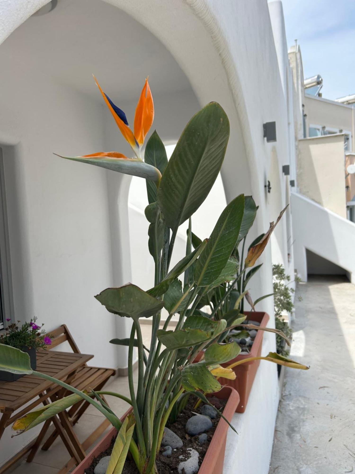To Spitaki Sas, In Santorini! Leilighet Mesaria Eksteriør bilde